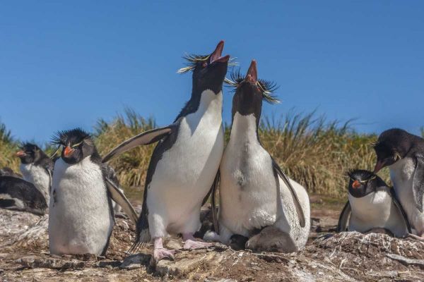 Bleaker Island Rockhopper penguins sing duet